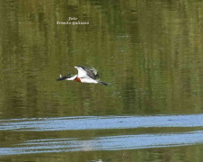 Martín pescador mediano/Amazon Kingfisher