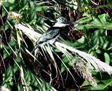 Martín pescador mediano/Amazon Kingfisher