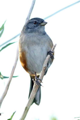 Monerita litoraleña/Grey-throated Warbling-Finch