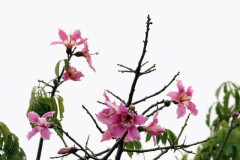 Palo borracho/Silk floss tree