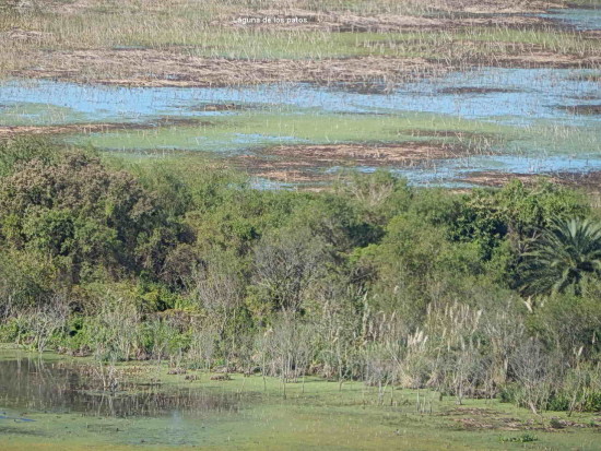 Patos y Gaviotas/Duck and Gull Ponds