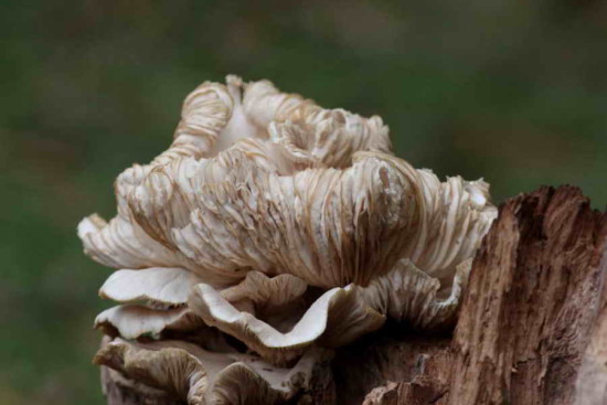 Pleurotus albidus