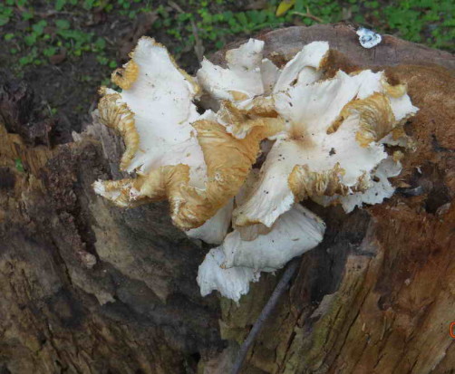 Pleurotus albidus