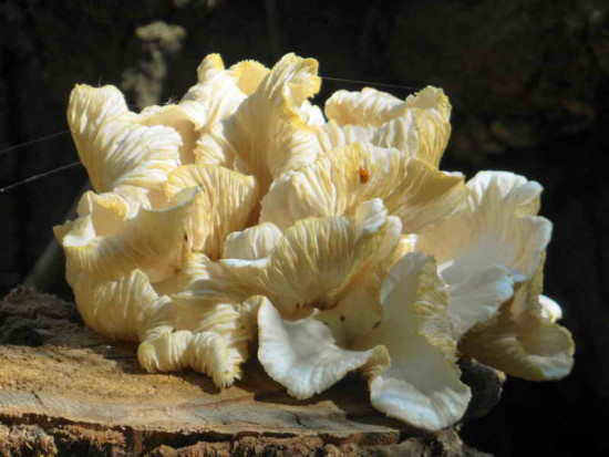 Pleurotus albidus