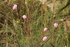 Rosa del río/Striped rosemallow