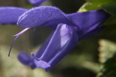 Salvia azul/Blue anise sage