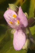 Santa Lucía rosada/Spiderwort