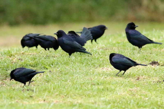 Tordo renegrido/Shiny cowbird