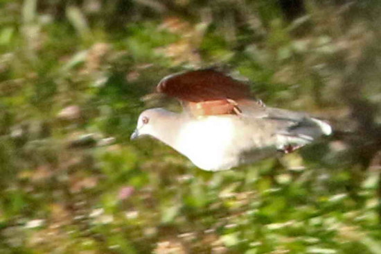 Yerutí común/White-tipped Dove