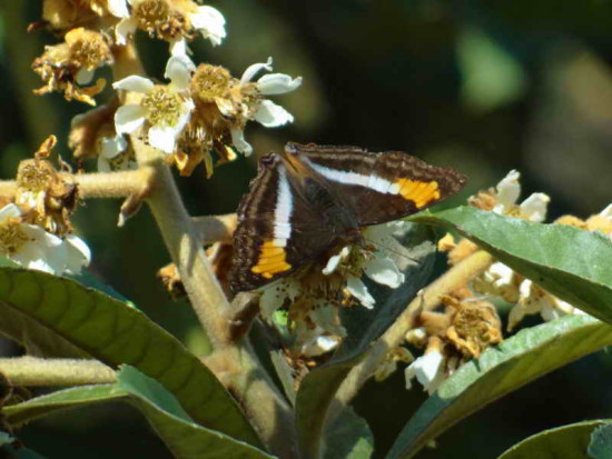 Zafiro/Laurentia Emperor