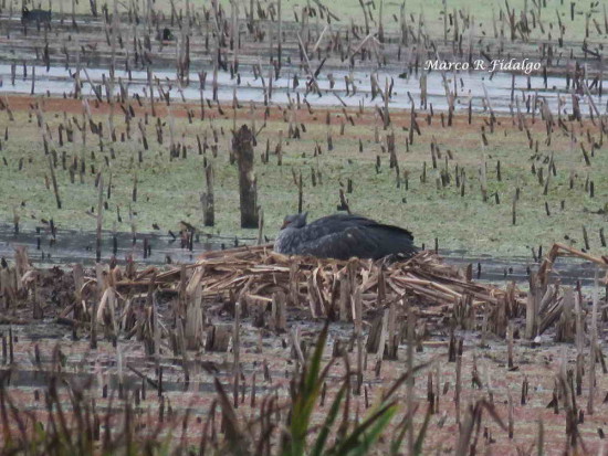 Chajá/Southern Screamer