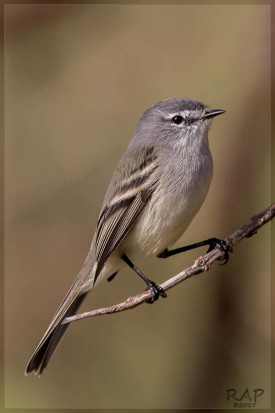 Piojito trinador/Straneck's Tyrannulet