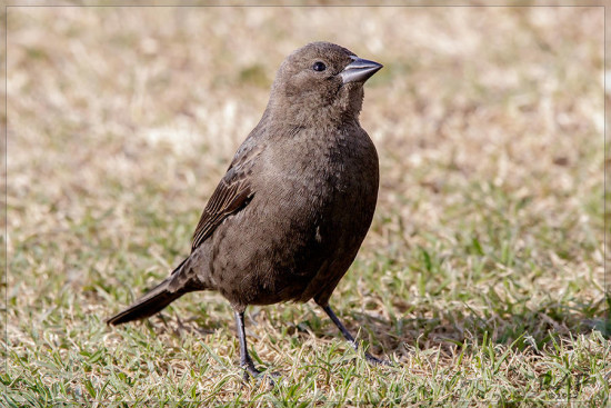 Tordo renegrido/Shiny Cowbird