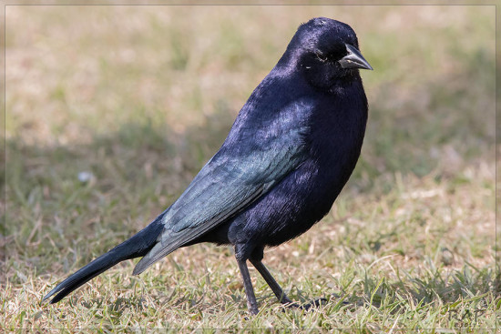 Tordo renegrido/Shiny Cowbird