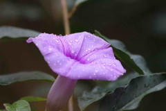 Campanilla lila/Morning glory