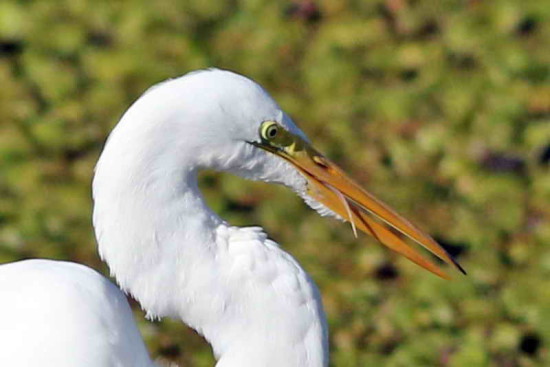 Garza blanca/Great Egret