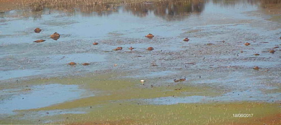 Laguna Gaviotas/Gull Pond