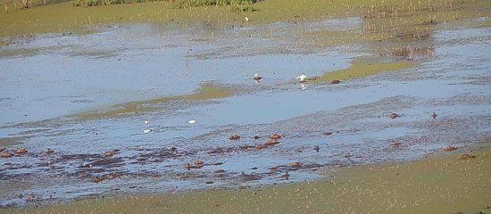 Laguna Gaviotas/Gull Pond