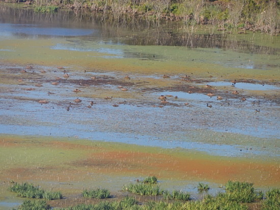 Gaviotas/Gull Pond