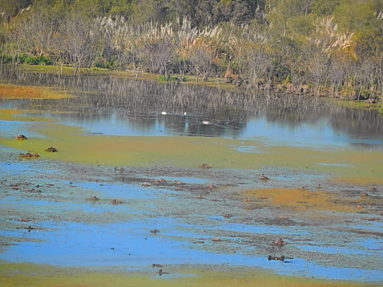 Gaviotas/Gull Pond