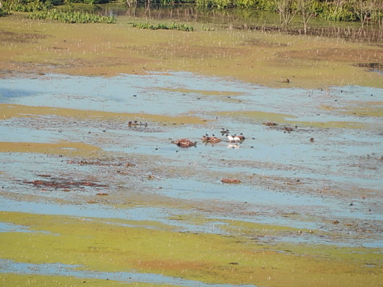 Gaviotas/Gull Pond