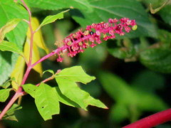 Hierba carmín/American pokeweed