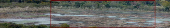 Laguna de los Patos/Duck Pond