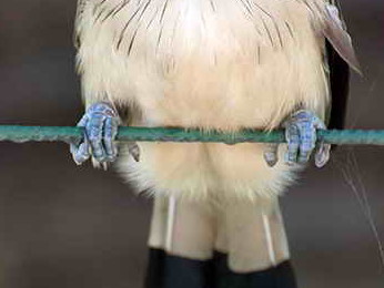 Pirincho/Guira cuckoo