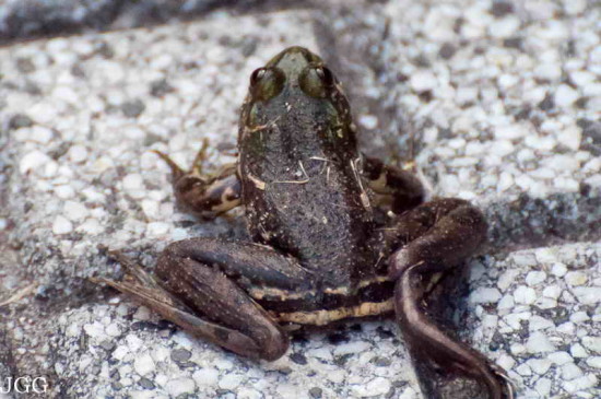 Ranita acuática común/Lesser swimming frog