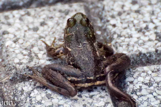 Ranita acuática común/Lesser swimming frog