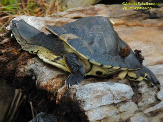 Tortuga de laguna/Side-necked Turtle