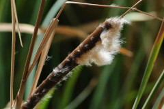 Totora/Cattail