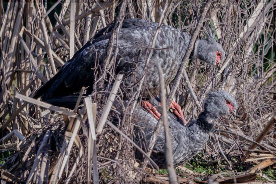 Chajá/Southern Screamer