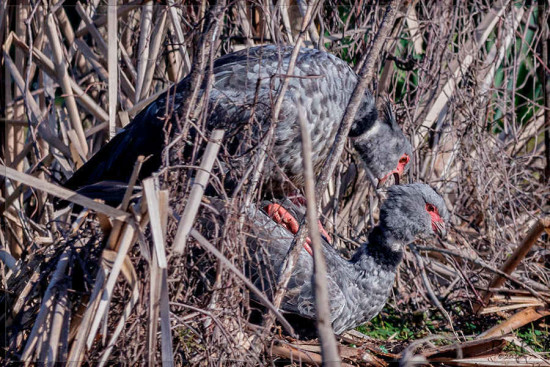 Chajá/Southern Screamer