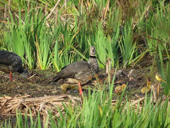 Chajá/Southern Screamer