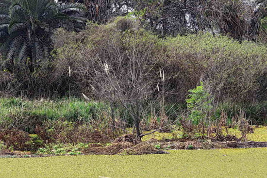 Vista de Coipos/View of Coypu Pond