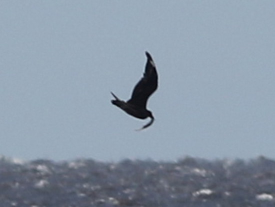 Escúa/Skua