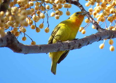 Fueguero común/Hepatic Tanager