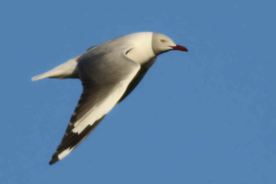 Gaviota capucho gris/Grey-hooded Gull