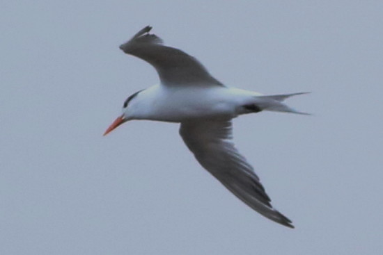 Gaviotín real/Royal Tern