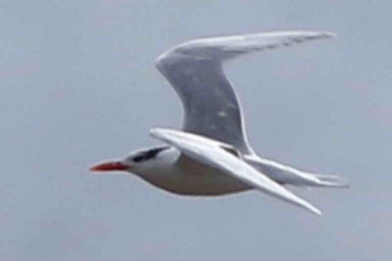 Gaviotín real/Royal Tern