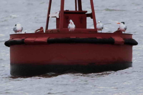 Gaviotín real/Royal Tern