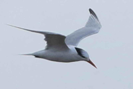 Gaviotín real/Royal Tern