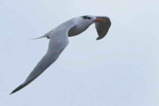 Gaviotín real/Royal Tern