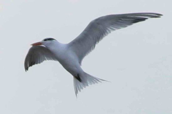 Gaviotín real/Royal Tern