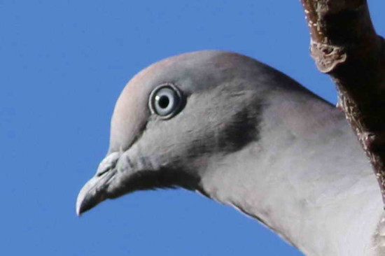 Paloma manchada/Spot-winged Pigeon