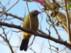 Pepitero gris/Greyish Saltator