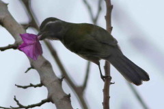 Pepitero verdoso/Green-winged Saltator