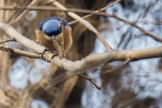 Saíra de antifaz/Fawn-breasted Tanager