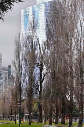 Árboles del bulevar/Trees on the boulevard